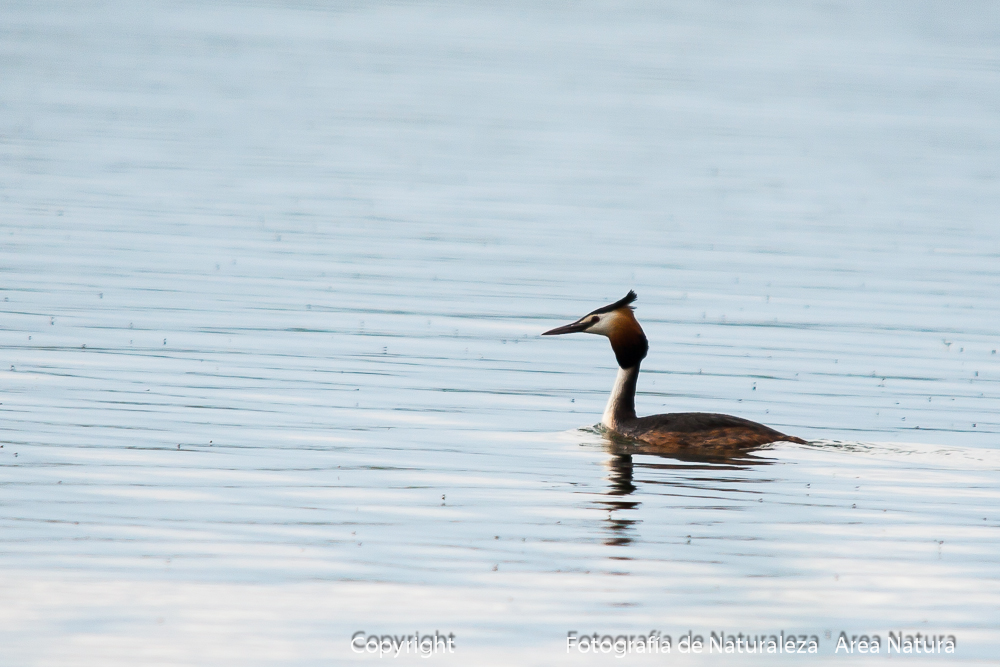 SOMOMURJO LAVANCO Podiceps cristatus.)