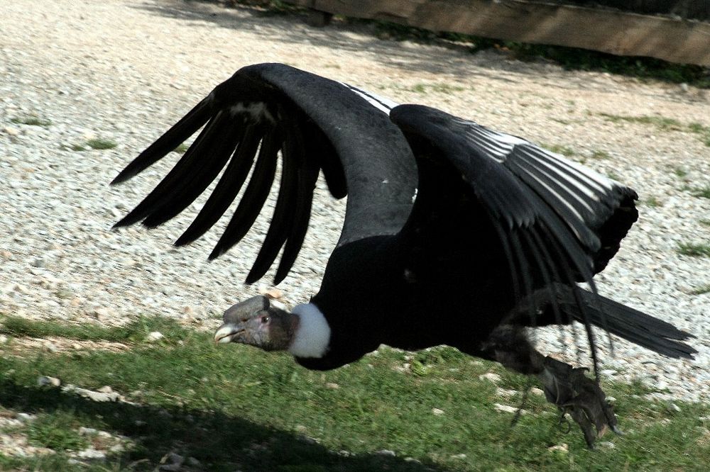 son altesse le condor