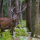 ...Son Altesse Royale...