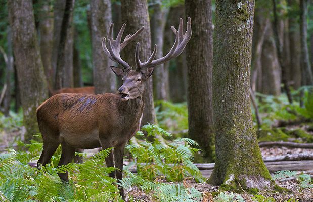 ...Son Altesse Royale...