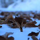 SON CADUTA IN PIEDI