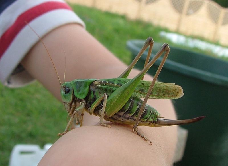 Son gerne Insekten