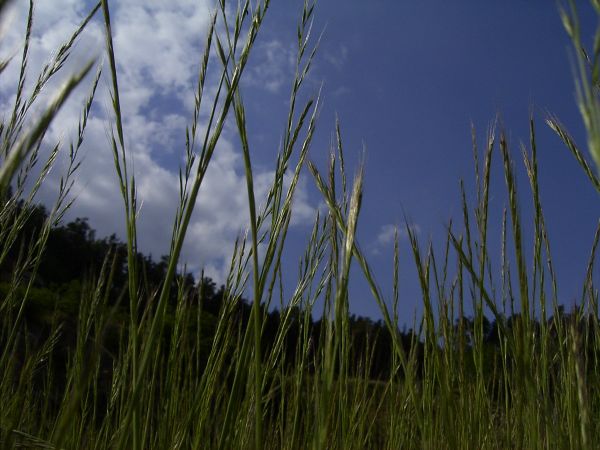 son grünes Bild halt