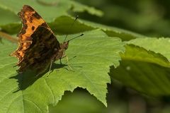 So'n rotbrauner Schmetterling