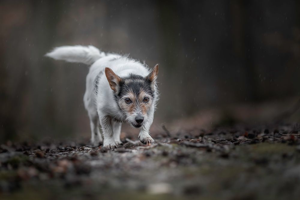 ... so´n Schietwetter ...