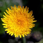 Sonchus asper