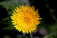 Sonchus asper