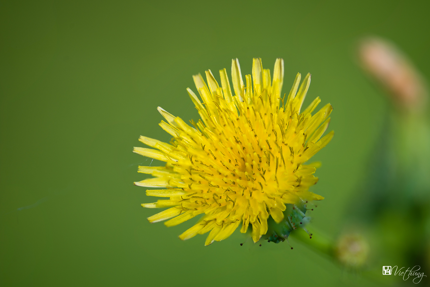 Sonchus oleraceus