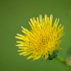 Sonchus oleraceus