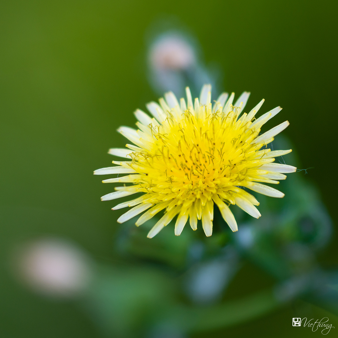 Sonchus oleraceus