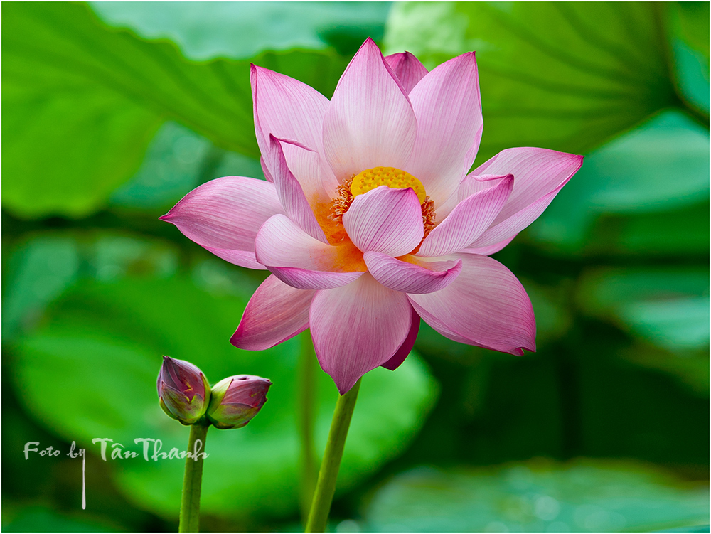 Sonder Lotus-BN-Vietnam