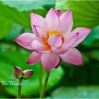 Sonder Lotus-BN-Vietnam