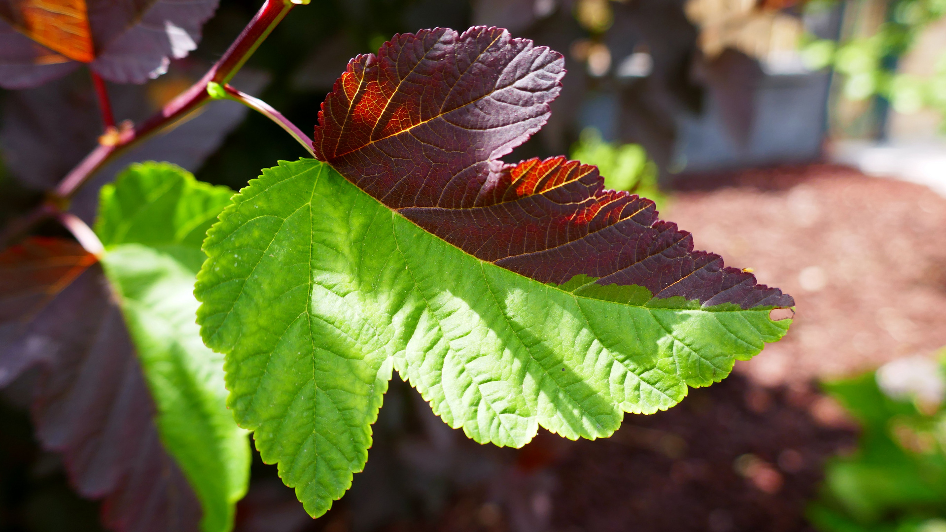 Sonderbare Natur