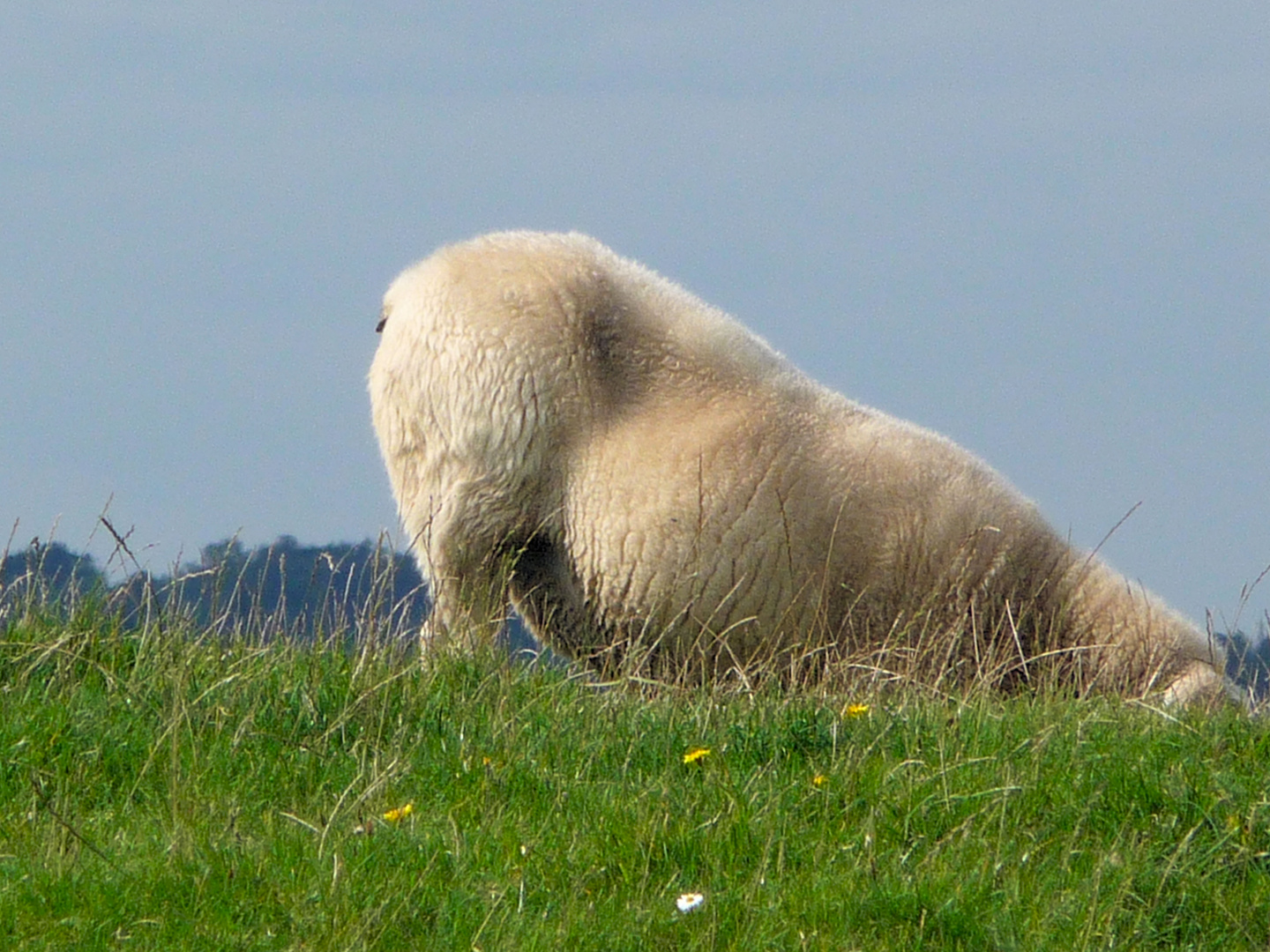 Sonderbare Tiere am Deich. . . . .