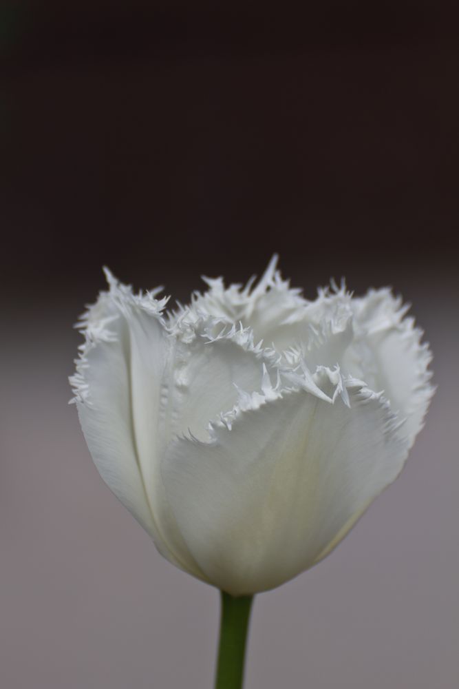 Sonderbare weisse Tulpe