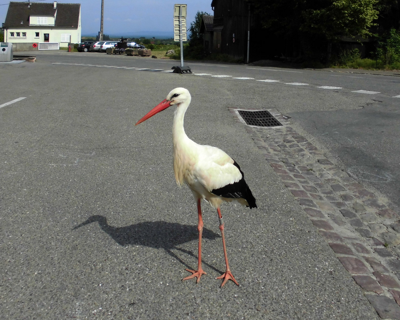 Sonderbarer Storch