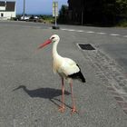 Sonderbarer Storch