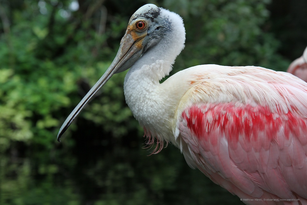 sonderbarer Vogel