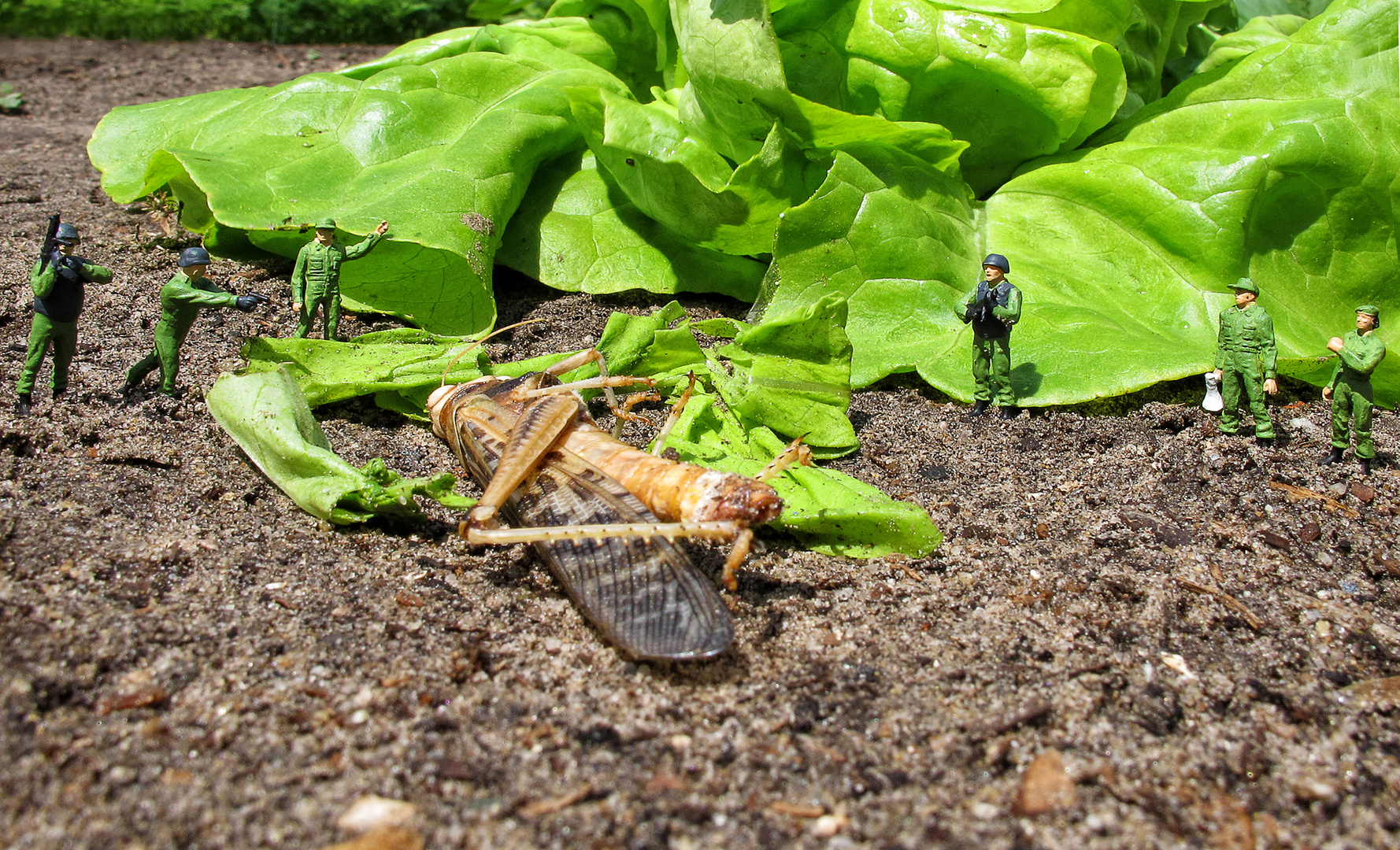 Sondereinsatz im Salatbeet