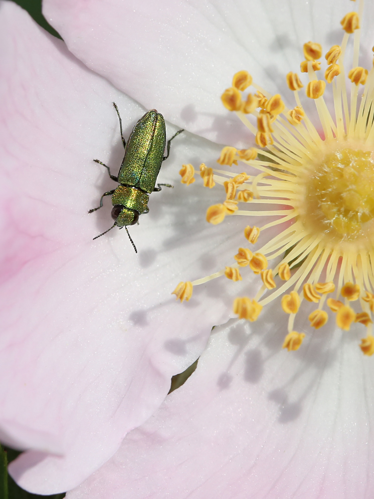 SonderLackierung mit Effektlack Foto & Bild | natur-makros, natur