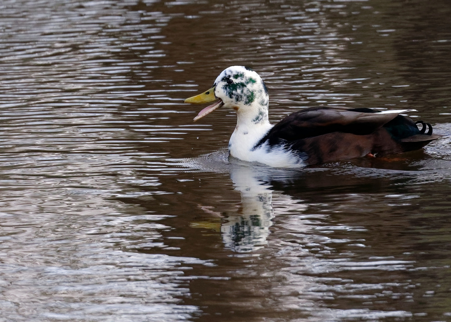 Sondermodel - Ente 