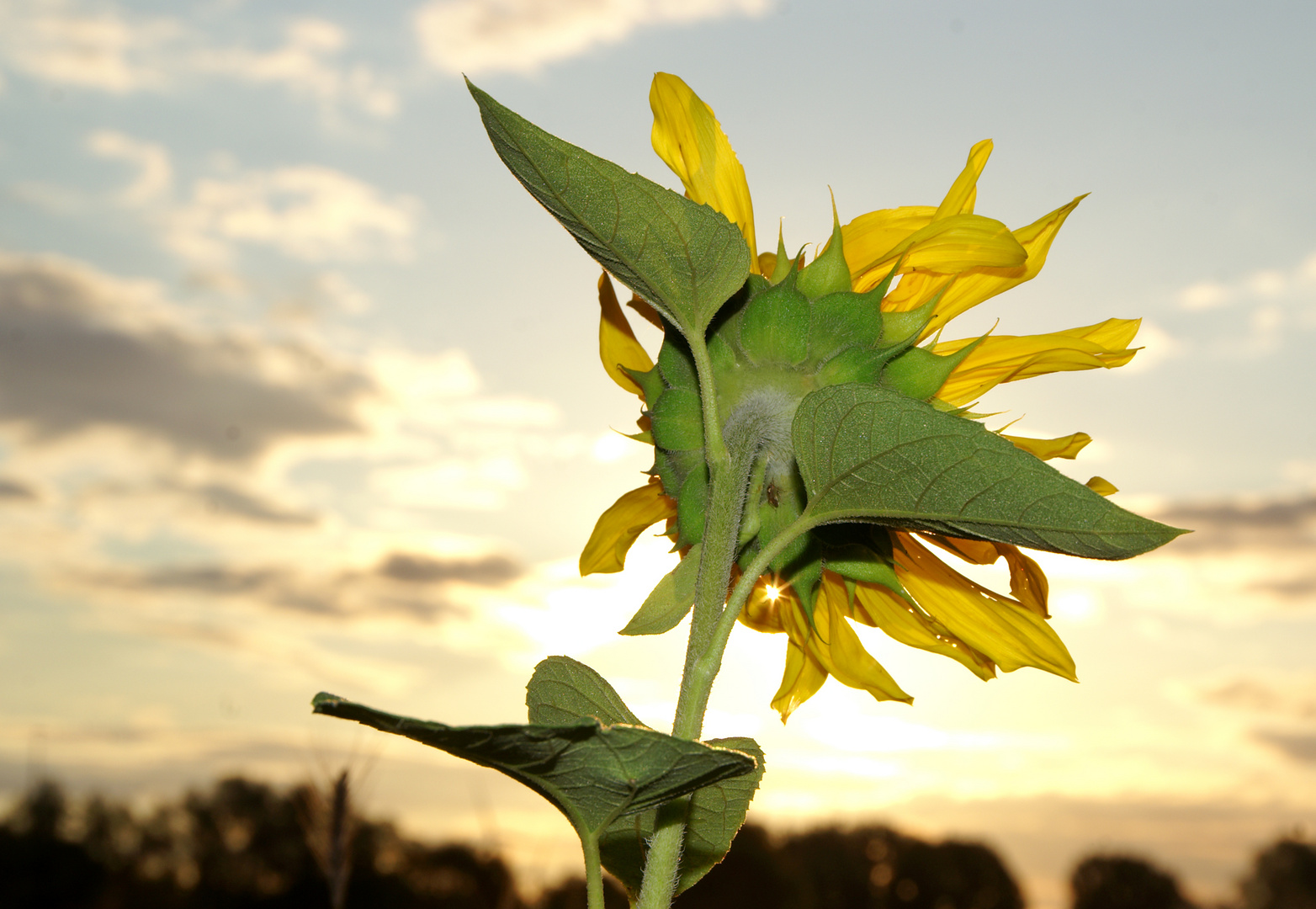 Sonenblume im Abendlicht