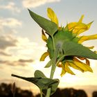 Sonenblume im Abendlicht