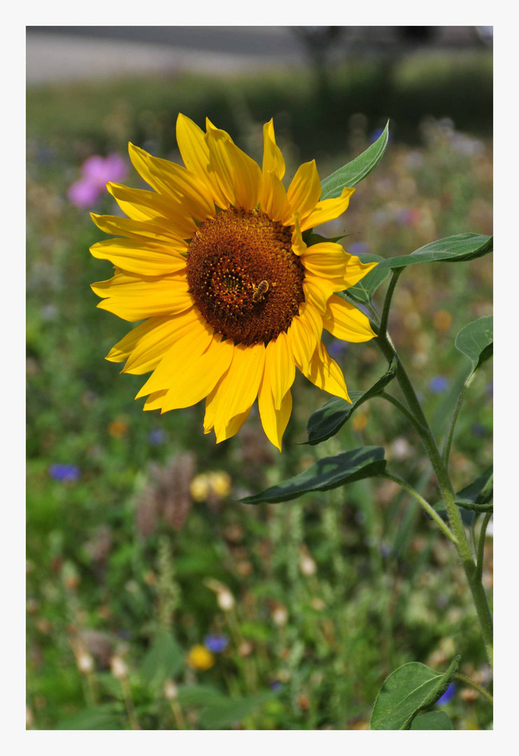 Sonenblume mit Biene