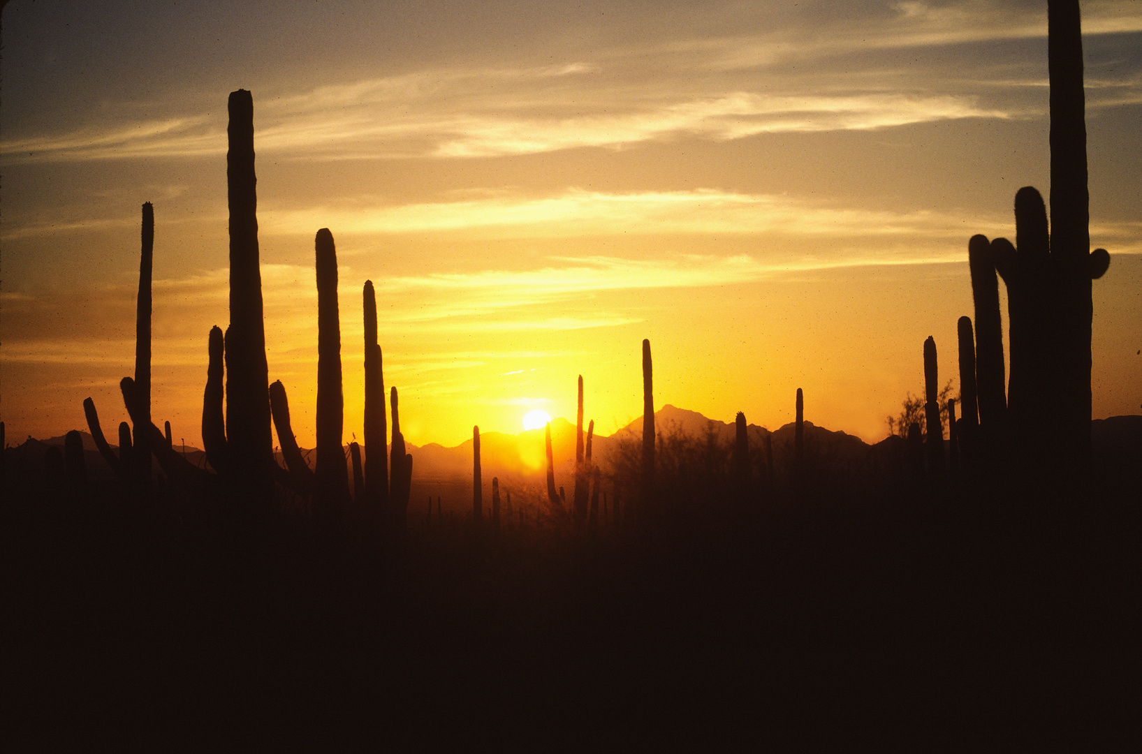 Sonenuntergang in der Sonora Wüste, AZ