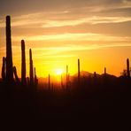 Sonenuntergang in der Sonora Wüste, AZ