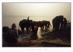 Sonepur Cattle Fair