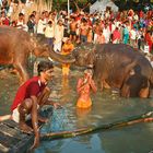 Sonepur Mela (03)