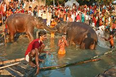 Sonepur Mela (03)