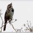 Song Bird 1