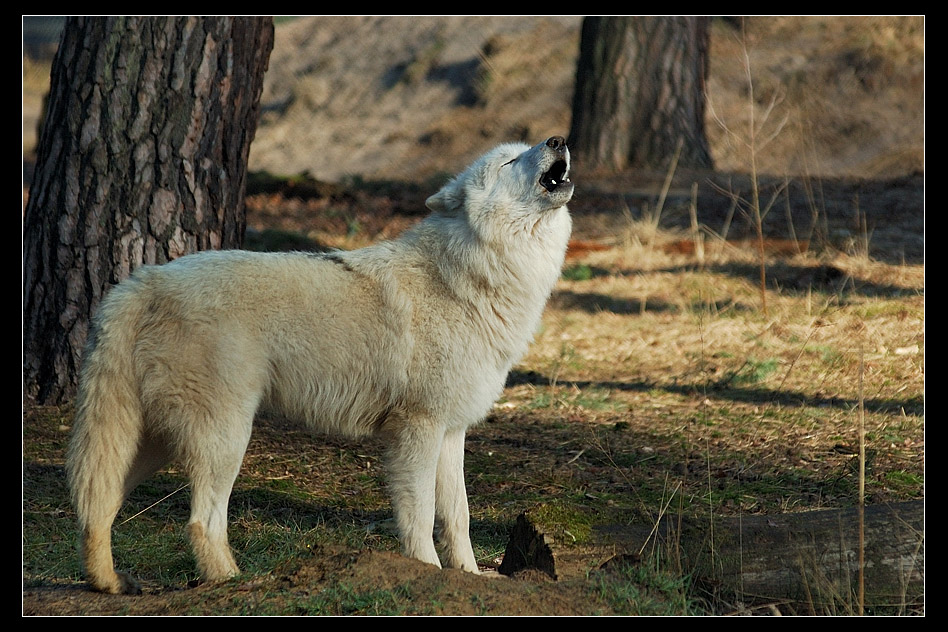 Song of the Moon