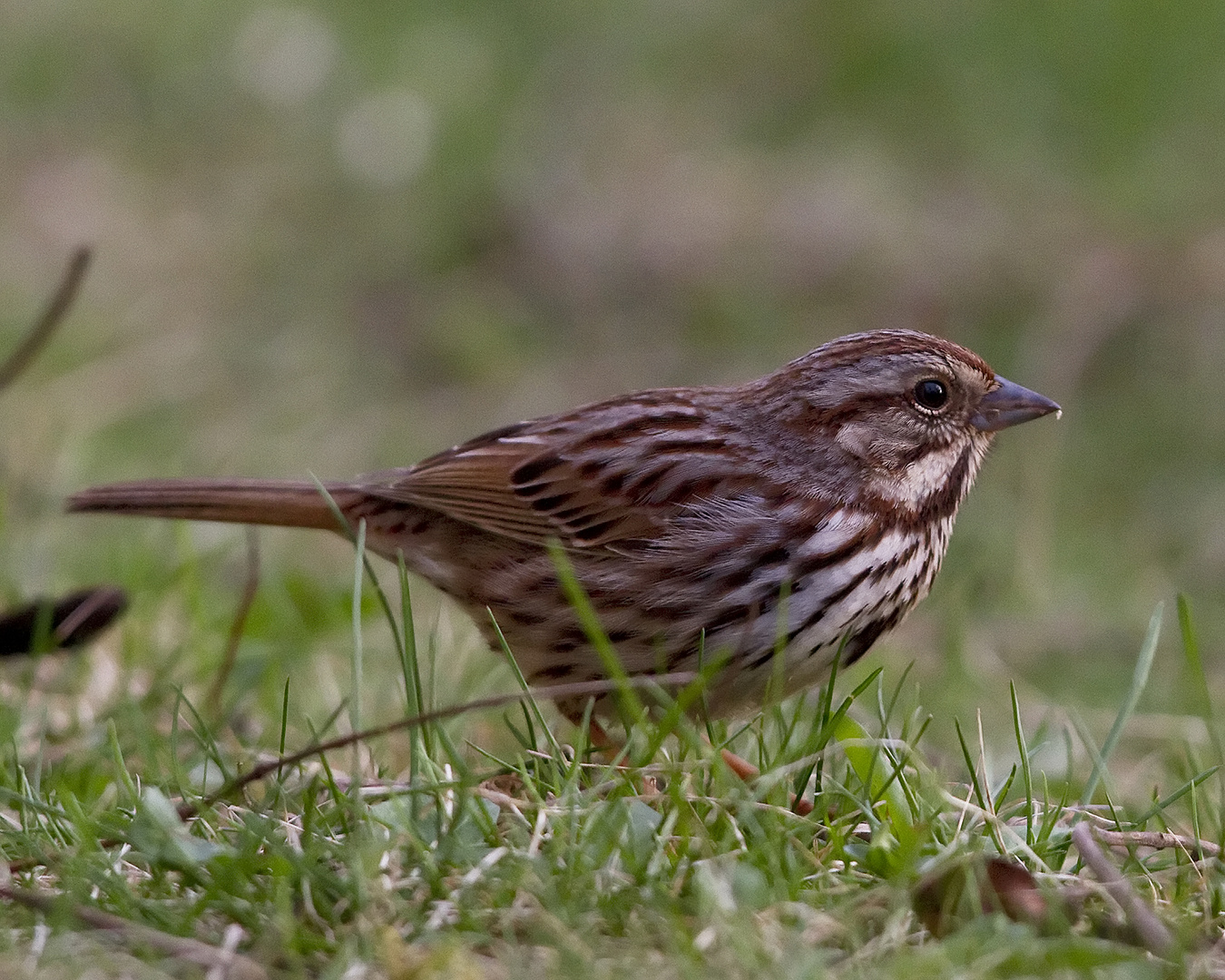 Song Sparrow