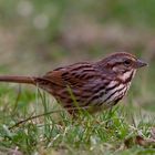 Song Sparrow