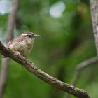 Song Sparrow