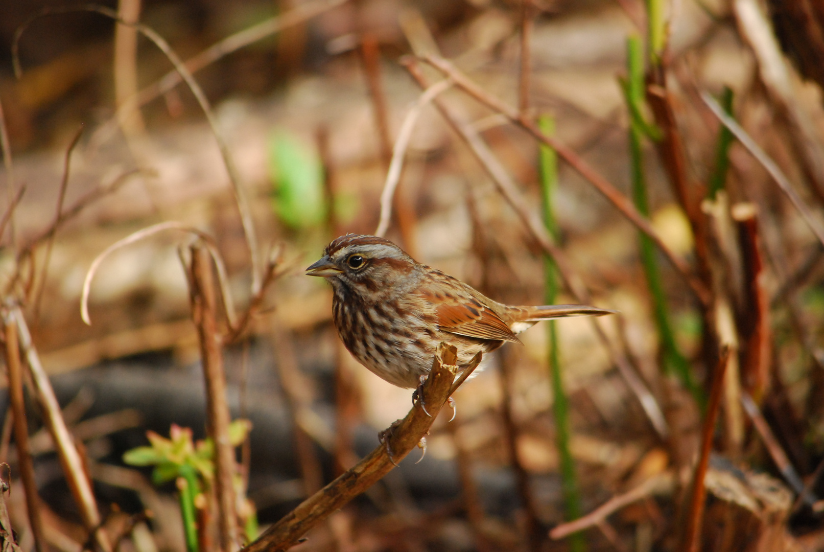 Song Sparrow - Singammer