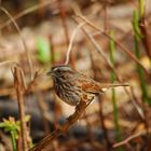 Song Sparrow - Singammer