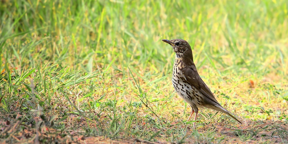 Song Thrush 