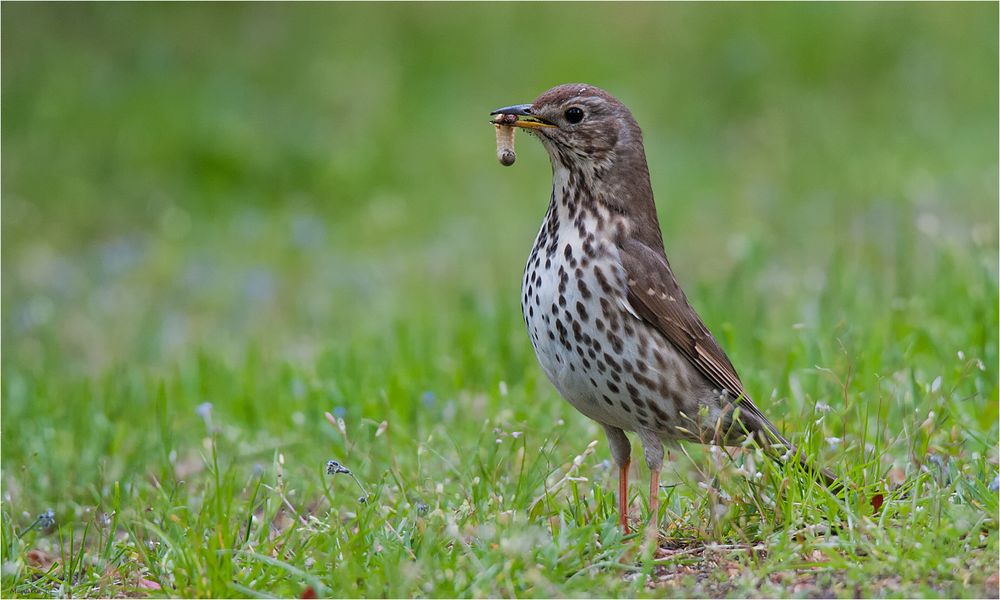 Song thrush