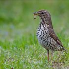 Song thrush