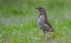 Song thrush