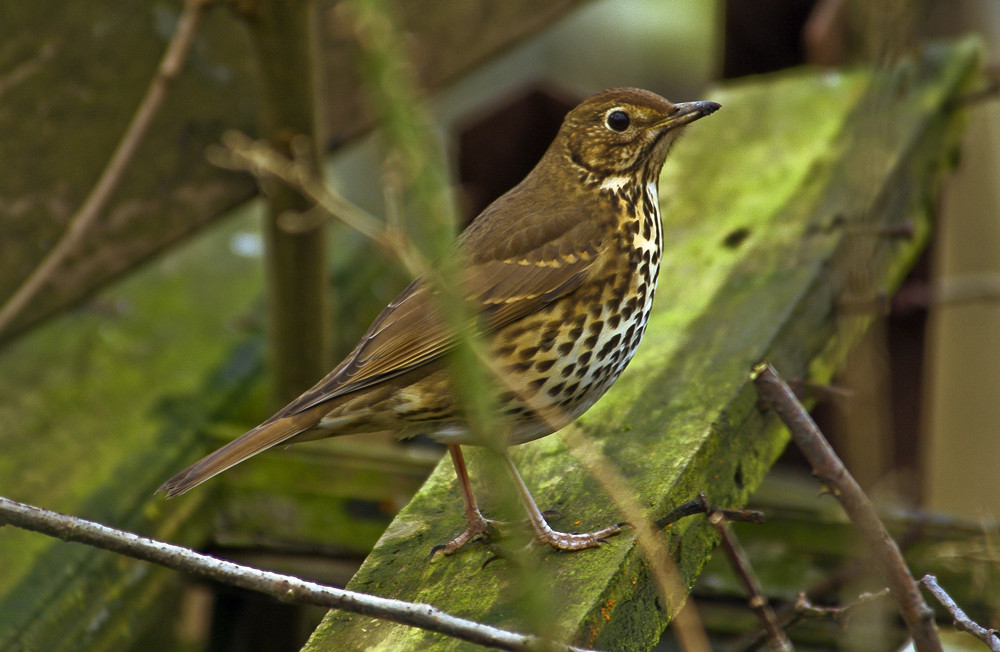 "Song Thrush"