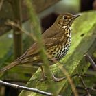 "Song Thrush"