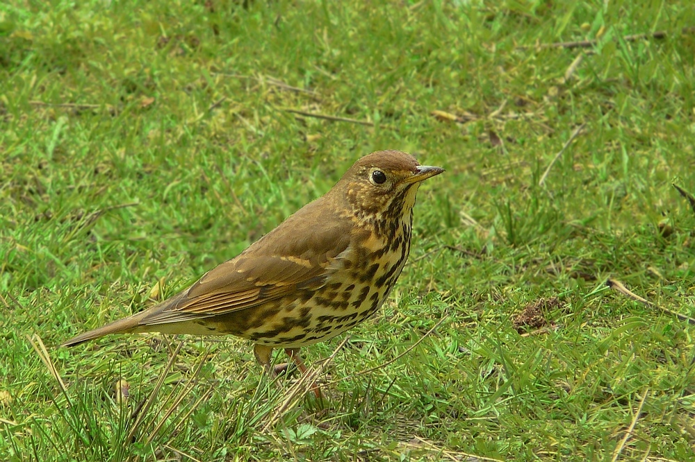 Song Thrush