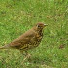 Song Thrush