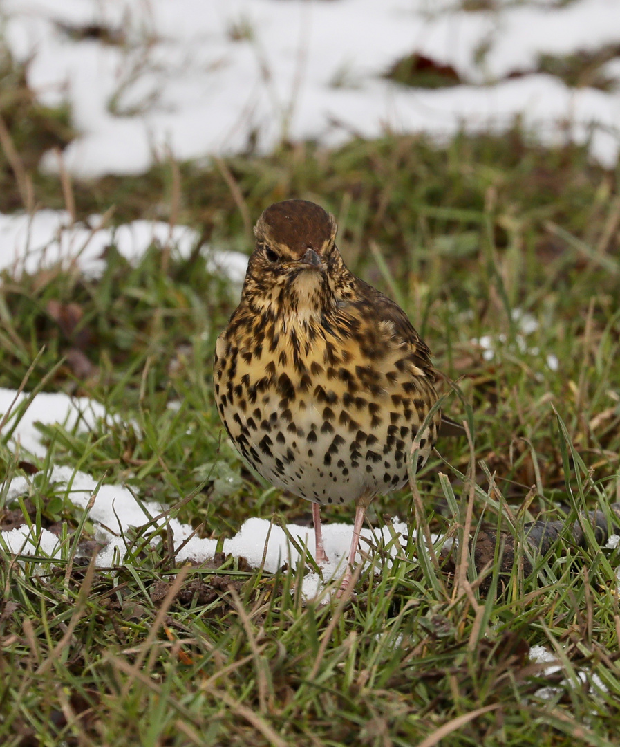 Song Thrush