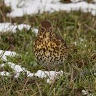 Song Thrush